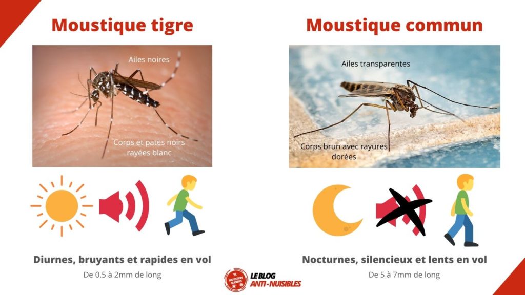 Différence moustique tigre et moustique commun