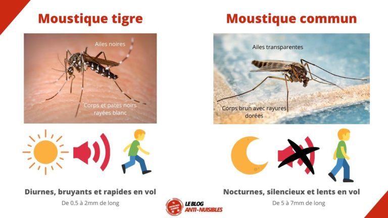Combien De Temps Vit Un Moustique Combien de fois pique un moustique, que faire en cas de piqure, la FAQ