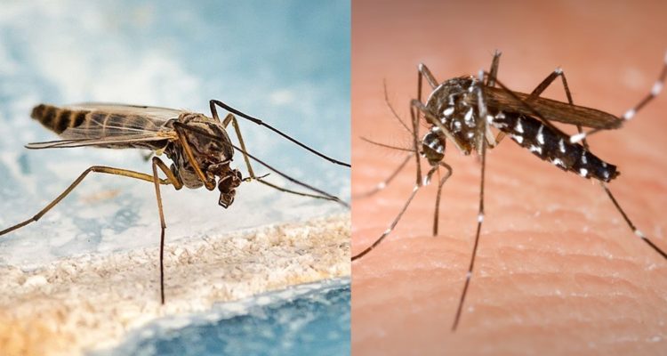 Différence moustique tigre et moustique commun