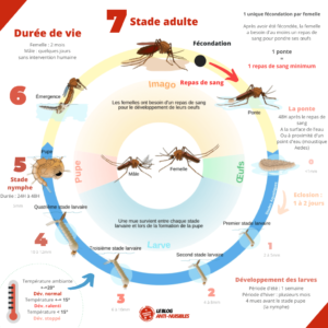 Cycle De Vie Du Moustique reproduction Ponte D veloppement 