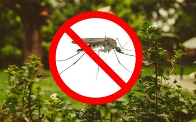 Jardin infesté de moustiques : les conseils pour les éliminer