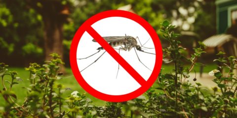 Jardin infesté de moustiques : les conseils pour les éliminer