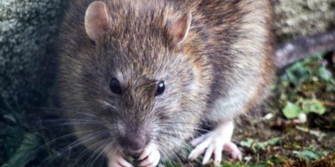 Rats et souris quels risques pour ma santé