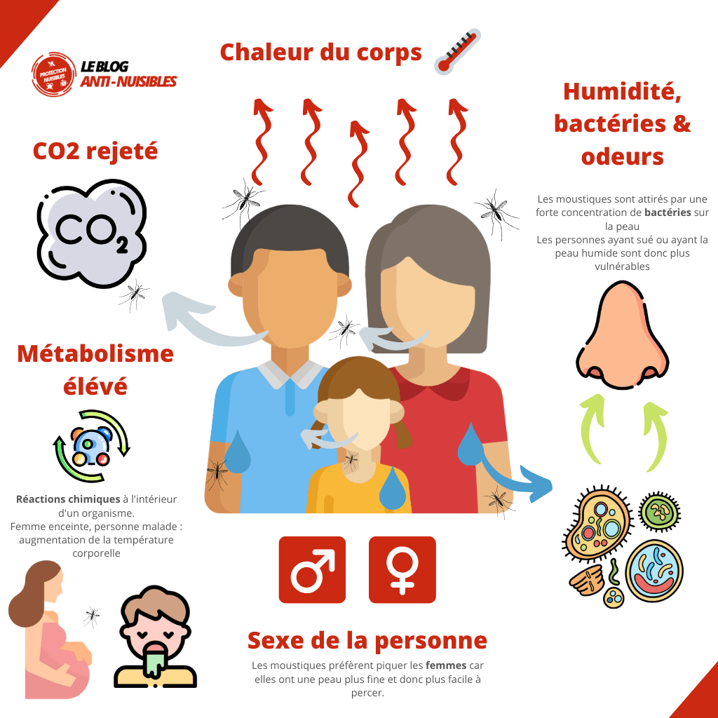 Combien de fois pique un moustique, que faire en cas de piqure, la FAQ — free download
