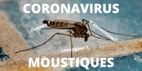 Coronavirus et moustique, les risques