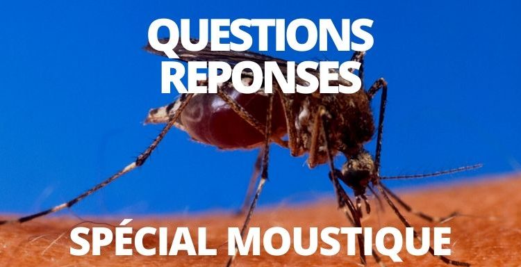 Question réponse moustique