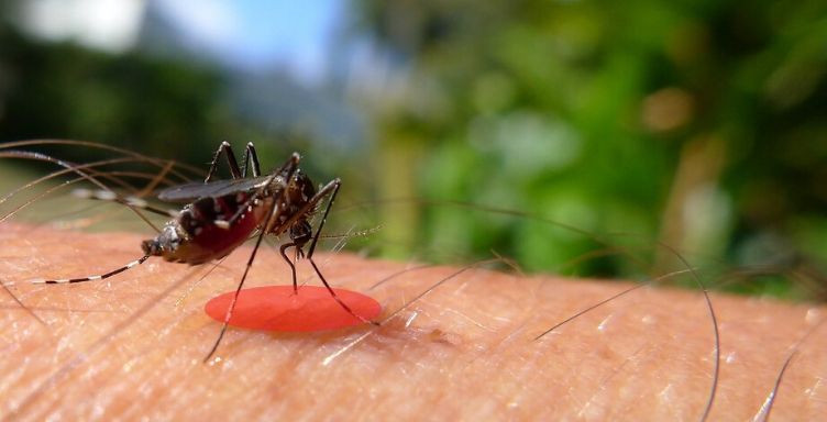 Moustique : anti-moustique, piège, soulager une piqûre