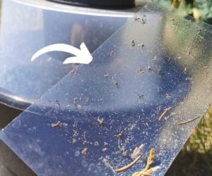 Piege moustique anti larve biogent bg gat avis