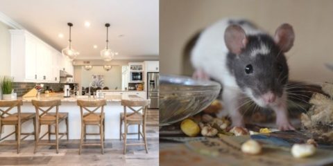 Comment se débarrasser des rats dans une maison ?