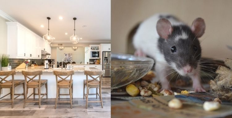 Comment se débarrasser des rats dans une maison ?