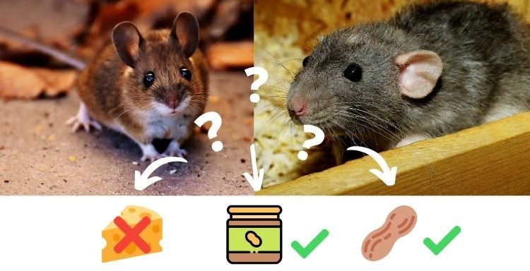 Quel appât pour attirer les souris et les rats ?