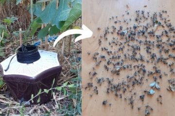 Test piège moustique tigre biogents