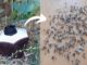 Test piège moustique tigre biogents