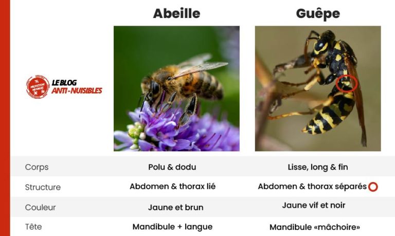 Guêpe et abeille, quelles différences ? Ne plus les confondre