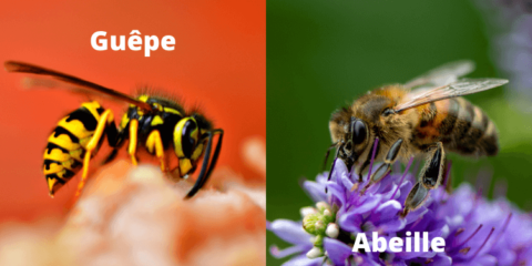 difference abeille guepe