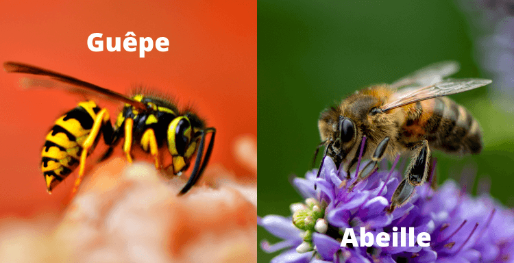 difference abeille guepe