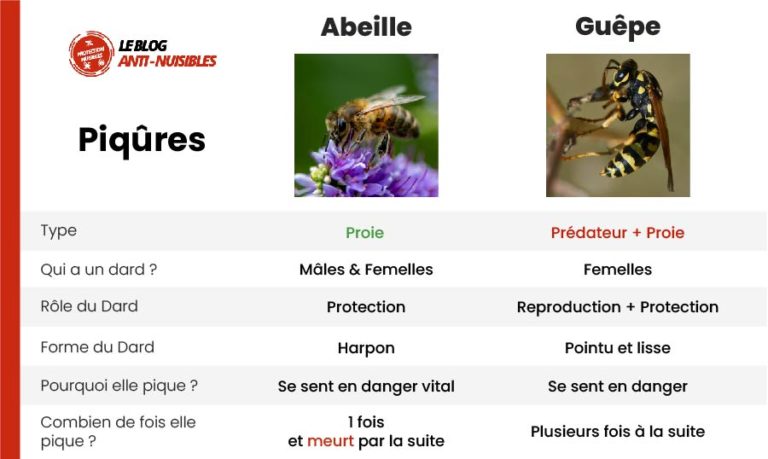 Guêpe et abeille, quelles différences ? Ne plus les confondre