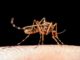 Comment se protéger des moustiques ?