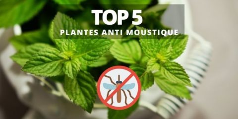 plante anti moustique