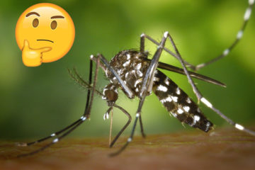 quelle aide ville contre moustique