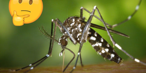quelle aide ville contre moustique