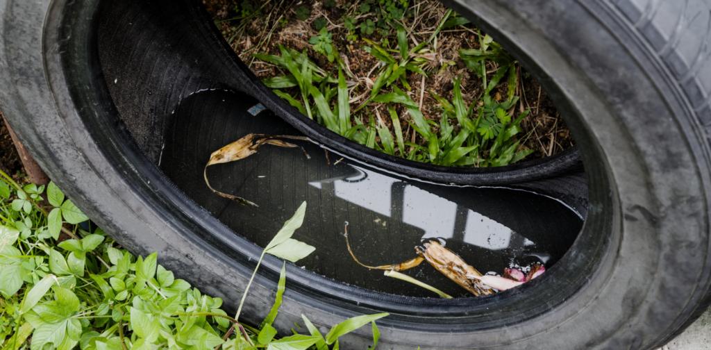 Nid de moustique dans un pneu