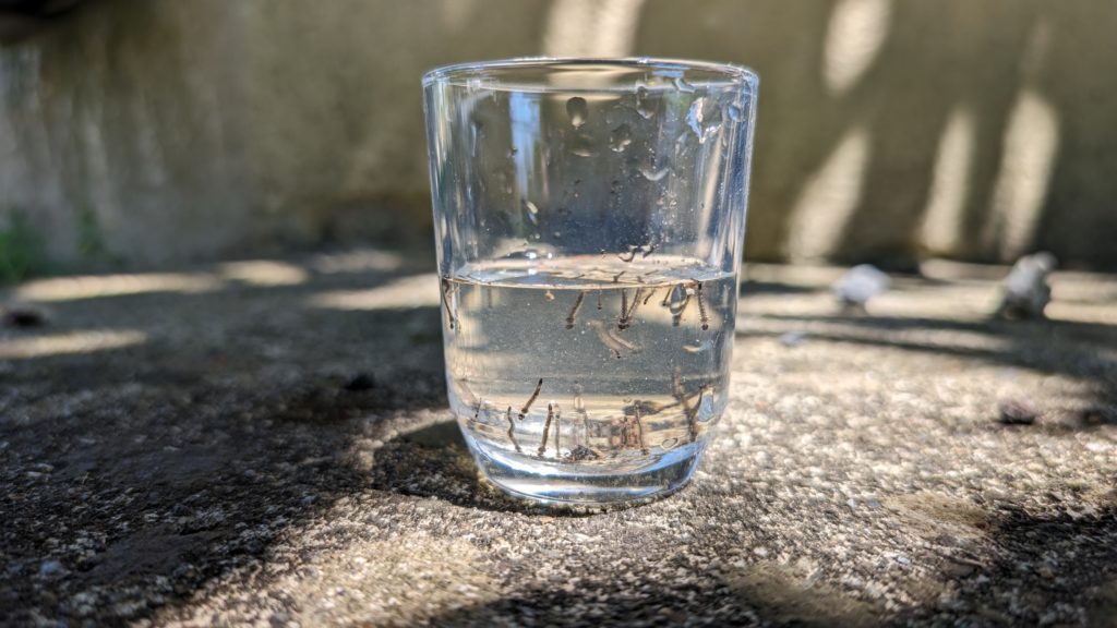 Un nid de moustique dans un verre